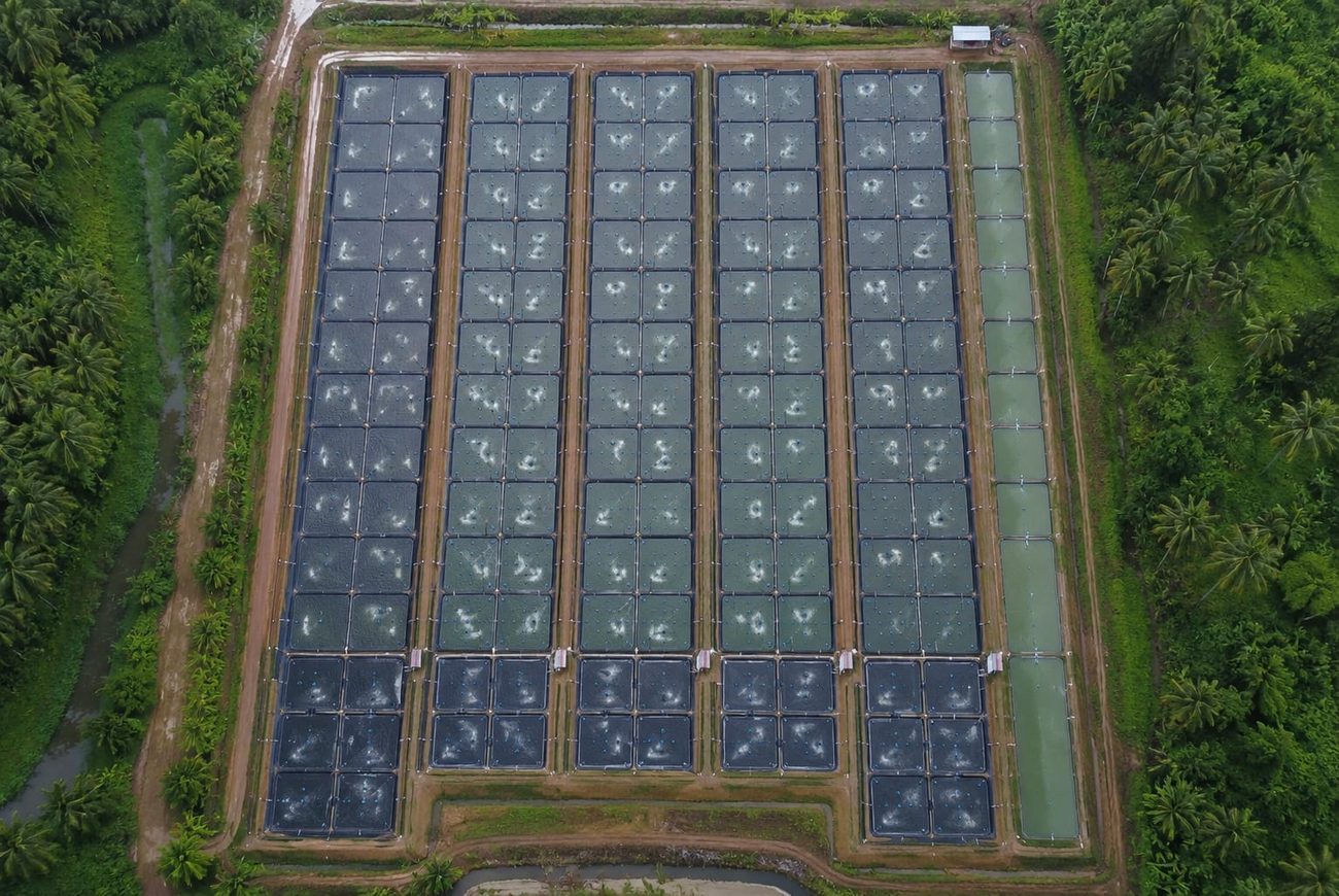 Farm in Sumatra — aerial